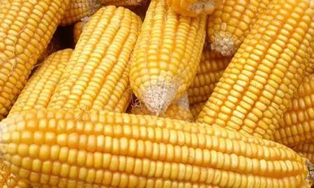 微農(nóng)業(yè)農(nóng)產(chǎn)品定價的真相 遵循這三點原則